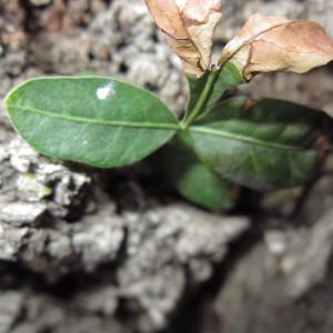 Pistacia atlantica Desf.