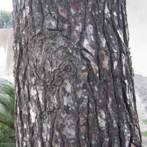 Photographie n°2229360 du taxon Pinus halepensis Mill. [1768]