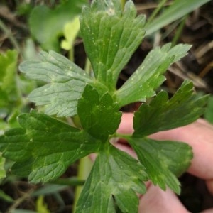 Photographie n°2229397 du taxon Ranunculus repens L. [1753]