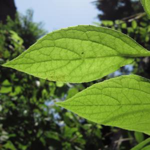 Photographie n°2229497 du taxon Philadelphus coronarius L. [1753]