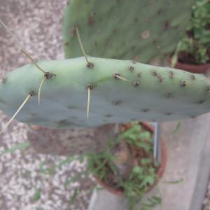 Photographie n°2229509 du taxon Opuntia robusta H.L.Wendl. ex Pfeiff. [1837]