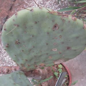 Opuntia robusta H.L.Wendl. ex Pfeiff.