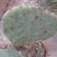  La Spada Arturo - Opuntia robusta H.L.Wendl. ex Pfeiff. [1837]