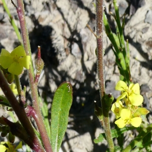 Photographie n°2229539 du taxon Rapistrum rugosum subsp. rugosum 