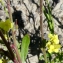  Claude Viquesnel - Rapistrum rugosum subsp. rugosum 
