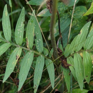 Photographie n°2229577 du taxon Valeriana officinalis L. [1753]