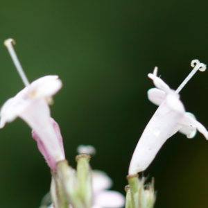 Photographie n°2229583 du taxon Valeriana officinalis L. [1753]