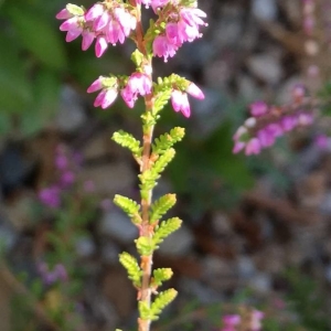 Photographie n°2229585 du taxon Calluna vulgaris (L.) Hull