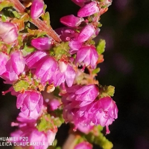 Photographie n°2229586 du taxon Calluna vulgaris (L.) Hull