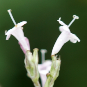 Photographie n°2229589 du taxon Valeriana officinalis L. [1753]