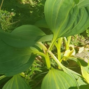 Photographie n°2229606 du taxon Gentiana lutea L. [1753]