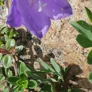 Photographie n°2229647 du taxon Campanula alpestris All. [1773]