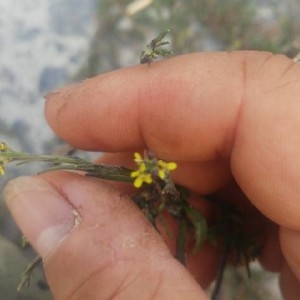 Photographie n°2229703 du taxon Sisymbrium officinale (L.) Scop. [1772]