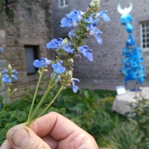 Photographie n°2229742 du taxon Salvia uliginosa Benth. [1833]