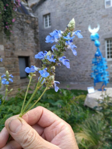 Anne-Christine de Batz, le 18 août 2018 (Roscoff)