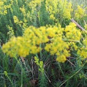 Photographie n°2229781 du taxon Galium verum L. [1753]