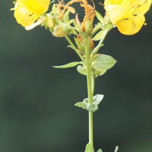 Photographie n°2229817 du taxon Hypericum perforatum L. [1753]