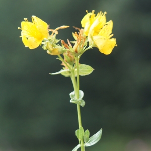 Photographie n°2229818 du taxon Hypericum perforatum L. [1753]