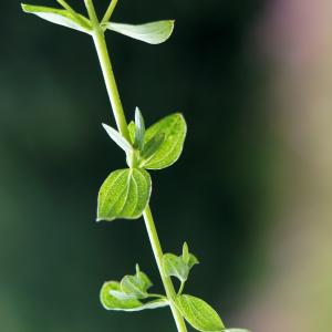 Photographie n°2229819 du taxon Hypericum perforatum L. [1753]