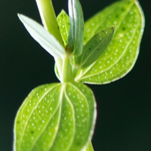 Photographie n°2229820 du taxon Hypericum perforatum L. [1753]