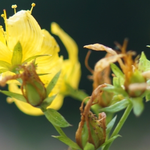 Photographie n°2229821 du taxon Hypericum perforatum L. [1753]