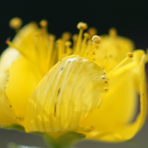 Photographie n°2229822 du taxon Hypericum perforatum L. [1753]
