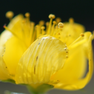 Photographie n°2229823 du taxon Hypericum perforatum L. [1753]