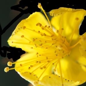 Photographie n°2229824 du taxon Hypericum perforatum L. [1753]
