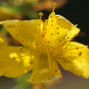 Photographie n°2229825 du taxon Hypericum perforatum L. [1753]