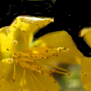 Photographie n°2229826 du taxon Hypericum perforatum L. [1753]