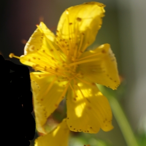 Photographie n°2229827 du taxon Hypericum perforatum L. [1753]