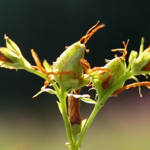Photographie n°2229828 du taxon Hypericum perforatum L. [1753]