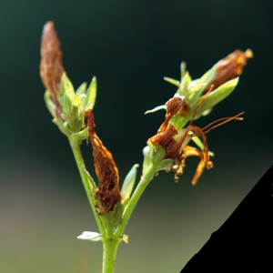 Photographie n°2229829 du taxon Hypericum perforatum L. [1753]