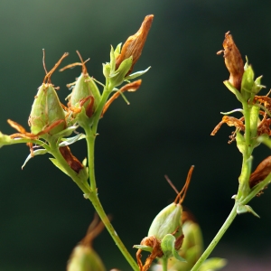 Photographie n°2229830 du taxon Hypericum perforatum L. [1753]