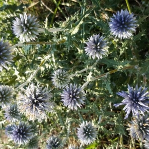 Photographie n°2229844 du taxon Echinops ritro L. [1753]