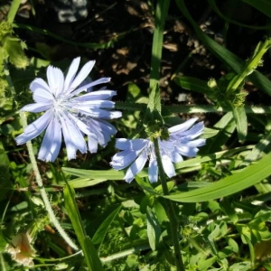 Photographie n°2229850 du taxon Cichorium intybus L. [1753]