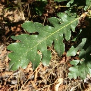 Photographie n°2229852 du taxon Quercus pyrenaica Willd. [1805]