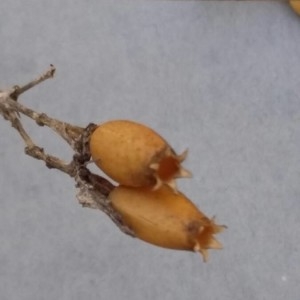 Photographie n°2229860 du taxon Silene italica (L.) Pers. [1805]