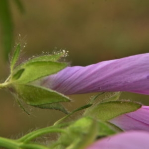 Photographie n°2229878 du taxon Malva moschata L. [1753]