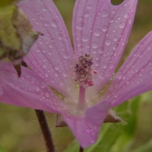 Photographie n°2229880 du taxon Malva moschata L. [1753]