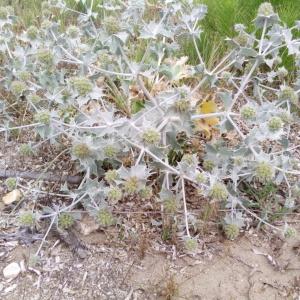 Photographie n°2229910 du taxon Eryngium maritimum L. [1753]