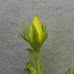 Photographie n°2229935 du taxon Hypericum perforatum L. [1753]
