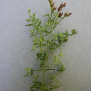 Photographie n°2229936 du taxon Hypericum perforatum L. [1753]
