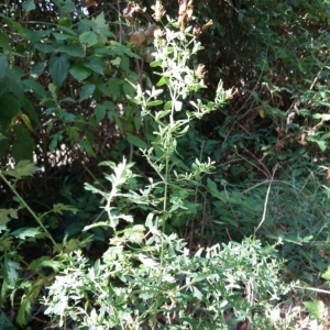 Photographie n°2229937 du taxon Hypericum perforatum L. [1753]