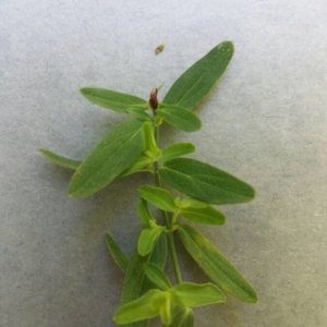 Photographie n°2229938 du taxon Hypericum perforatum L. [1753]