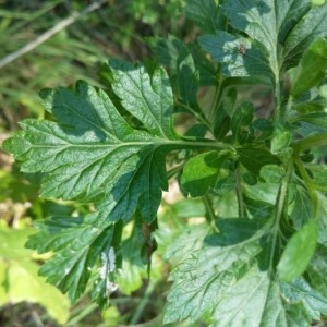 Photographie n°2229955 du taxon Artemisia vulgaris L. [1753]