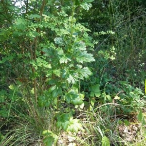 Photographie n°2229956 du taxon Artemisia vulgaris L. [1753]