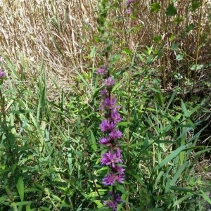 Photographie n°2229974 du taxon Lythrum salicaria L.