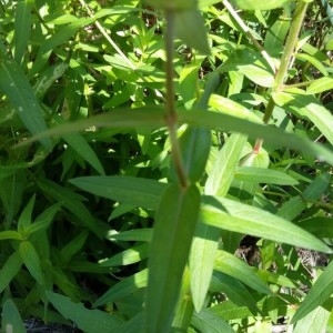 Photographie n°2229975 du taxon Lythrum salicaria L.