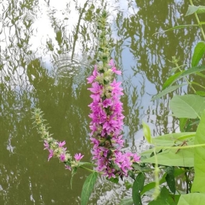 Photographie n°2229997 du taxon Lythrum salicaria L.